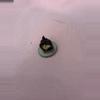 plant/Alocasia Albo Fornicata CORM #2-2-thumbnail