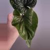 plant/🦄VERY RARE🦄 Anthurium Nutibarense  ☆2 Day shipping mandatory-1-thumbnail