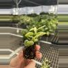 plant/Variegated dischidia oiantha starter plant growers choice-5-thumbnail