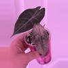 plant/Alocasia Pink Dragon Stardust - CORM-3-thumbnail
