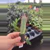 plant/Euphorbia ferox starter plant growers choice-3-thumbnail