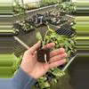 plant/Epipremnum pinnatum yellow flame starter plant growers choice-7-thumbnail