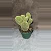 plant/Bunny ear cactus-2-thumbnail