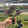 plant/Senecio fish hooks starter plant growers choice-4-thumbnail