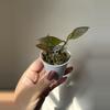plant/Hoya Walliniana Sunstressed (Fresh Cut)-0-thumbnail
