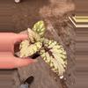 plant/Chagos begonia starter plant growers choice-2-thumbnail
