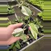 plant/Monstera Albo starter plant growers choice-4-thumbnail