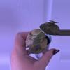 plant/Alocasia Wentii Sunset Aurea-1-thumbnail