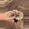 plant/Sri Lanka begonia starter plant growers choice-5-thumbnail