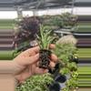 plant/Senecio fish hooks starter plant growers choice-7-thumbnail