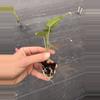 plant/Alocasia venusta starter plant growers choice-7-thumbnail