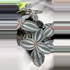 plant/PILEA INVOLUCRATA- Friendship plant (2 plants)-0-thumbnail
