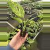 plant/Epipremnum pinnatum yellow flame starter plant growers choice-6-thumbnail
