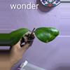 plant/Hoya cv wonder-0-thumbnail