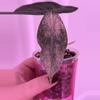 plant/Alocasia Pink Dragon Stardust - CORM-0-thumbnail