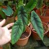 plant/Alocasia venusta starter plant growers choice-0-thumbnail