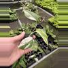 plant/Monstera Albo starter plant growers choice-5-thumbnail