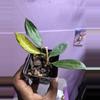 plant/Latifloria pot of gold-0-thumbnail