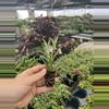 plant/Senecio fish hooks starter plant growers choice-3-thumbnail