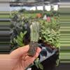 plant/euphorbia horrida noorsveldensis starter plant growers choice-5-thumbnail