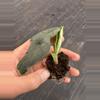 plant/Alocasia chaii starter plant growers choice-5-thumbnail