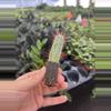plant/Euphorbia ferox starter plant growers choice-6-thumbnail