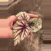 plant/Sri Lanka begonia starter plant growers choice-1-thumbnail