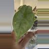 plant/Alocasia Dragon’s Breath Aurea-1-thumbnail