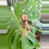 plant/Hanging Grapewood with mounted Air Plant-0-thumbnail