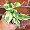 plant/Glacier Pothos-0-thumbnail