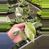 plant/Monstera Albo starter plant growers choice-0-thumbnail