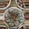 plant/Primulina sinovietnamica starter plant growers choice-0-thumbnail