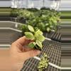 plant/Variegated dischidia oiantha starter plant growers choice-2-thumbnail