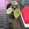 plant/Alocasia-1-thumbnail