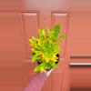 plant/Croton Gold Dust 8" pot-0-thumbnail