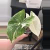 plant/Alocasia Albo Fornicata CORM #2-0-thumbnail