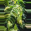 plant/Epipremnum pinnatum yellow flame starter plant growers choice-0-thumbnail