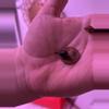 plant/Alocasia Pink Dragon Stardust - CORM-2-thumbnail