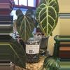 plant/Tree Fern Potting Mix - Small (12 oz)-0-thumbnail