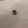 plant/Alocasia Albo Fornicata CORM #1-2-thumbnail
