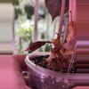 plant/Alocasia Pink Naroibi / CORM (has produced stunning babies!) Mama NFS-2-thumbnail