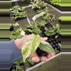 plant/Monstera Albo starter plant growers choice-3-thumbnail
