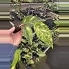 plant/Epipremnum pinnatum yellow flame starter plant growers choice-3-thumbnail