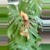 plant/Hanging Grapewood with mounted Air Plant-2-thumbnail