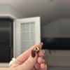 plant/Alocasia Albo Fornicata CORM #1-3-thumbnail