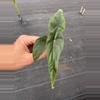 plant/Alocasia venusta starter plant growers choice-2-thumbnail