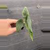 plant/Alocasia venusta starter plant growers choice-3-thumbnail
