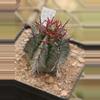 plant/euphorbia horrida noorsveldensis starter plant growers choice-0-thumbnail