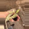 plant/Chagos begonia starter plant growers choice-6-thumbnail