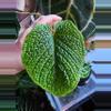 plant/☆Rare☆ An. Splendidium 0205 ☆2 Day Shipping Upgrade mandatory-0-thumbnail